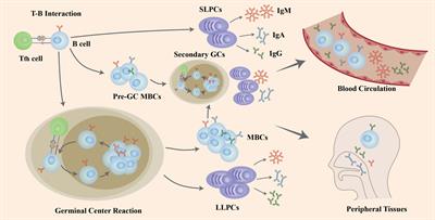 The role of B cells in COVID-19 infection and vaccination